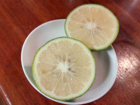 大好評！奄美大島産の島れもん(５kg)✿芳醇な香りと爽やかな味✿リピート急増中の農薬不使用栽培の国産レモンです🍋