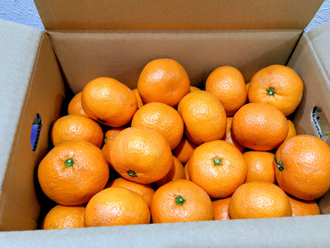 【熟成みかん】濃厚！蔵出しみかん　約3kg