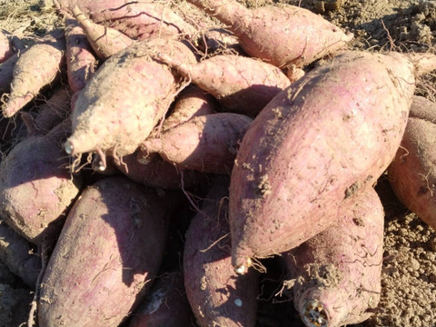 とろ蜜スイート🍯島原の紅はるか🍠｜5kg【冬ギフト】