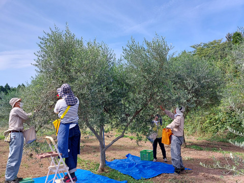 オリーブ農家の自家製熊本産オリーブオイル130ml入り（ピクアル種）