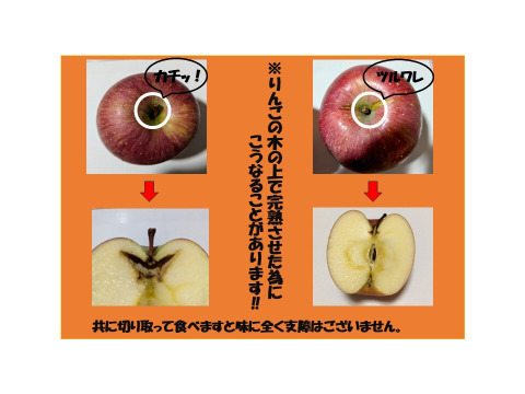 青森りんご　旬の歴史深い味！蜜入りりんご【
高評の為再販売致しました。】
※先行予約

【代々受け継がれた歴史深いオリジナルの味】雪完熟自然オリジナル農法りんご栽培蜜入り家庭用葉とらずサンふじ５kg