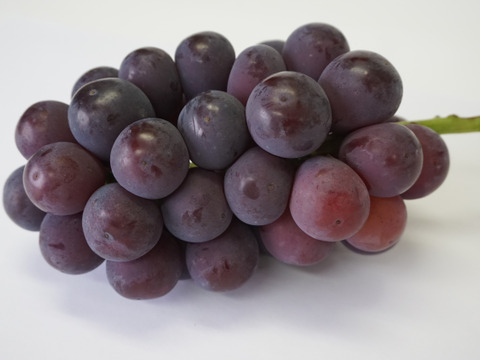 樹上完熟！岡山県備前市産びぜん葡萄【オーロラブラック】約1kg（2房前後）