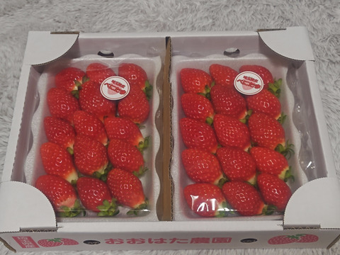 埼玉県特産いちご　べにたま
