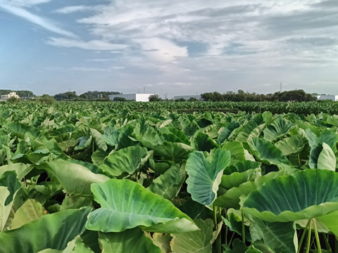 【世界農業遺産・所沢を味わう】独特のぬめりとねばり！！さといもＳ~２Ｌサイズいろいろアソート（３Ｋｇ）