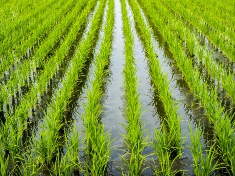 ※20袋限定！【淡路島産】島の恵みが育んだ極上コシヒカリ（令和7年度産）/５kg