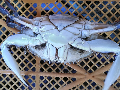 ワタリガニ メス 活発送 中サイズ４ｋｇで約16-20杯【豊漁10％OFF中】渡り蟹 ガザミ 梭子蟹  がざみ 生蟹 生カニ 活カニ 活蟹 ケジャン 松島牡蠣屋 梭子蟹 雌