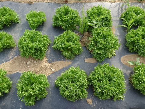 朝採りパリパリ食感！ハンサムグリーンレタス（大玉4玉）[化学農薬・化学肥料不使用]