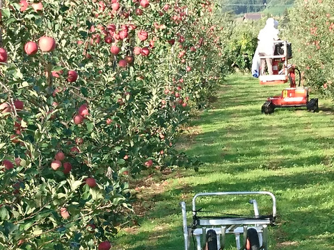 今目覚めた　シナノスイート5キロ　14～18玉　秋田県からすぐに食卓へ