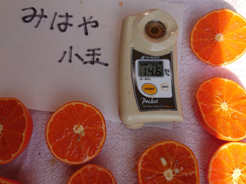 新品種☆柑橘☆みはや☆小玉4kg