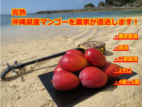予約：【訳アリ品！！】沖縄県産マンゴー2キロ（4～6個入り）数量限定