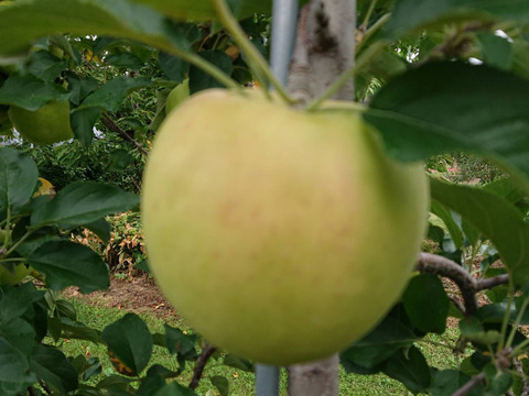 収穫開始で～す。「名月約5kg入り」生産者が大好きなりんごです。甘みが強い品種、黄色のボディに頬紅を付けた見た目も愛らしいんですよ。（写真は10/12現在）
