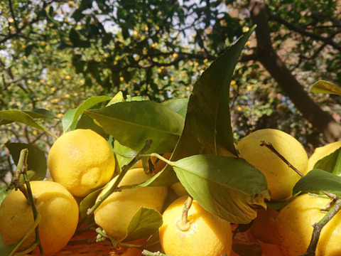 【期間限定】瀬戸田発　季節の自然農柑橘セット（２種／４Kg）