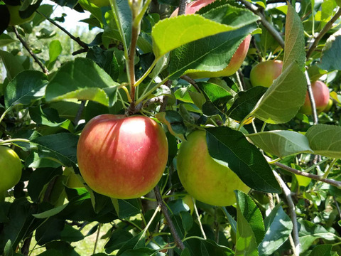 「夏あかり」真っ赤に真っ赤に色づいて夏の楽しみ 約3kg(収穫間近です。)