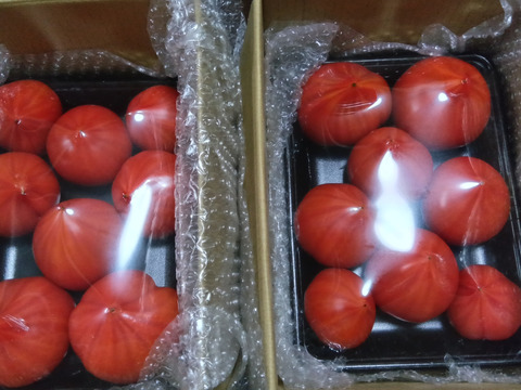 【完熟】あいちの伝統野菜『ファーストトマト』2箱約2kg　【母の日ギフト】にもぴったり！