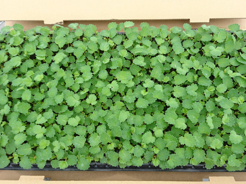 よつぼし☆小粒4kg