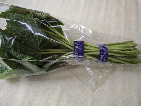 【ツンと爽快！】もぎたて新鮮・旬の茎わさび（葉わさび） ３００ｇ