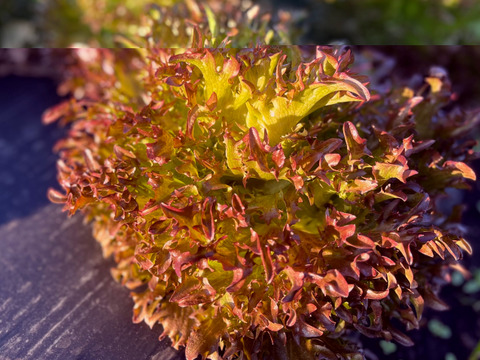 那須高原のレタスもりもり８種類入り