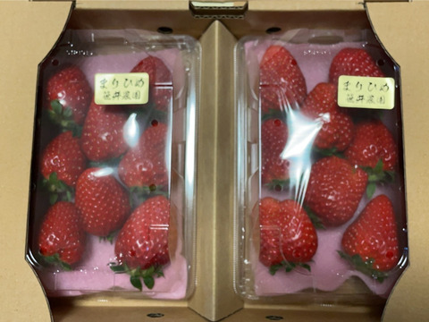 朝採れ、収穫いちご　まりひめ　500g (250g × 2p)