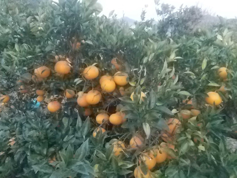 シンアマナツ(新甘夏)　５㎏【農薬化学肥料不使用】【熨斗(のし)対応可】