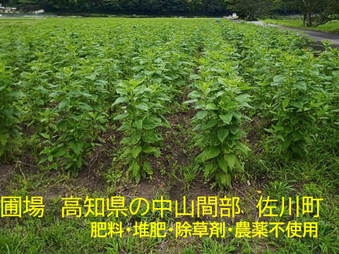 高知県産　【菊芋4ｋｇ】 フランス種　紫菊芋　自然栽培