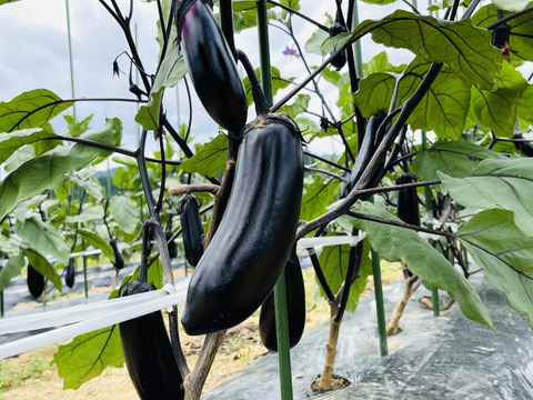 【4種セット】＼季節の新鮮野菜／詰め合わせセット【ナス・トマトなど！】