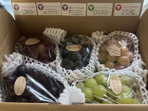 【ご家庭用4～6房】ぶどう食べ比べセット（品種おまかせ／約1.8kg）