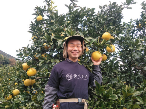 【便利な皮むき器付き🔰】家庭用 土佐文旦 3kg入(5個前後) 化学合成農薬栽培期間中不使用　文旦の本場👑高知県土佐市産　大きさLサイズ以上、上限なし(350g～)　※北海道への配送はできません