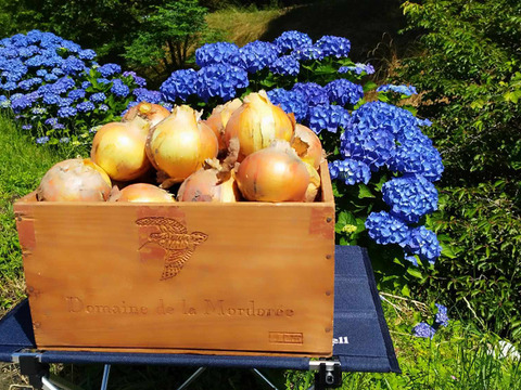 まるごとおいしい！愛情たっぷり、肥料、農薬不使用の自然栽培玉ねぎ(５㎏)