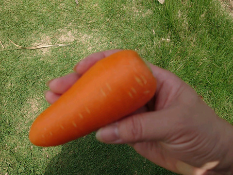 採りたて☆にんじんSM サイズ　生で食べて！