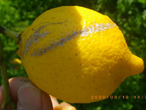 自然農レモン(5kg)　果汁用　60年以上農薬肥料不使用の畑で栽培　因島産