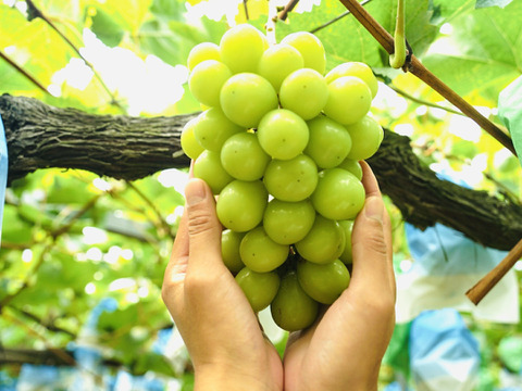 【濃厚芳醇】朝採シャインマスカット 1kg 2房 佐賀県唐津産