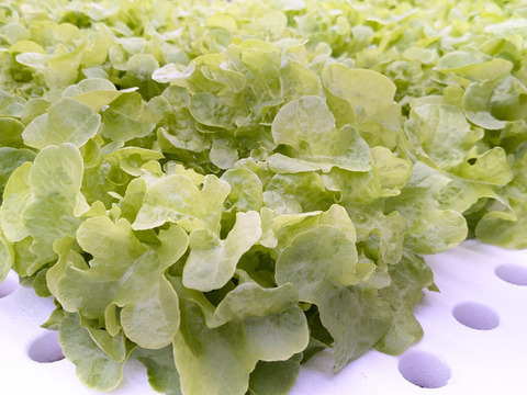 シャキ×ふわレタス2種セット　フリルレタス×グリーンオーク　個包装約50g×8袋《異なる食感を楽しめる低硝酸態窒素レタス》