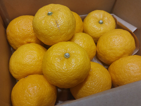 有機JAS 黄色ゆず【優品】１.５キロ -2025年産-