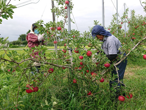酸味が特徴！岩手江刺産【紅ロマン】
