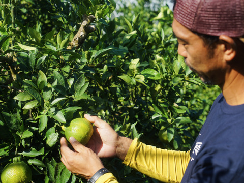 自然栽培　不知火Ｂ品10kg（約22～40玉）🍊 見た目の良く無いものになります