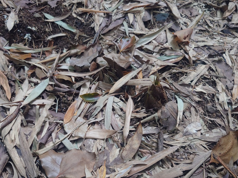 「朝どれ」たけのこ　春の味覚　福岡県北九州市産　２ｋｇ　（４～８個）