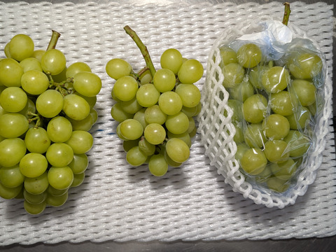 梨、李、シャインマスカット