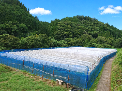 全国 送料無料！種無し皮ごと食べれる糖度16度〜20度以上『シャインマスカット・ニューピオーネ』800g以上2房セット箱入り