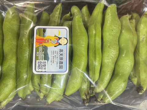 旬のそら豆 期間限定商品(収穫期間が短い)：徳島県産のその他