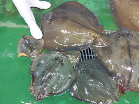 生アカエイ丸ごと一匹【新商品のため値引き中】小サイズ（目安1.5kg～4kgの不定貫）エイ料理に【唐揚げに】【煮付けに】【刺身に】【天ぷらに】【ガーリックバターソテーに】未利用魚 低利用魚 エイヒレ