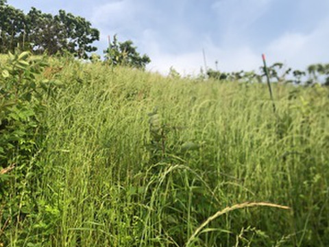 農薬不使用 広島県 瀬戸田レモン 3kg (21～27個) | 完熟 自然農 無肥料 防腐剤不使用