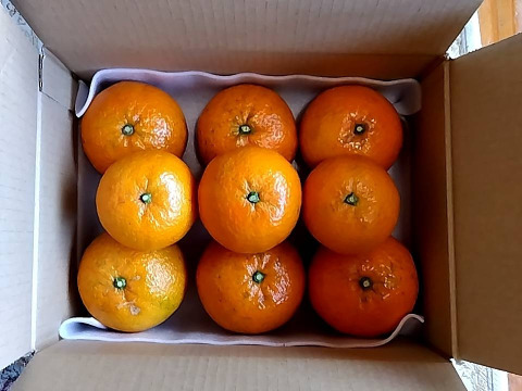 柑橘系の新品種『津之輝』奄美大島産2kg／糖度が高くなる露地栽培／みかんとオレンジの良さを感じられる濃厚で食べやすい希少品種