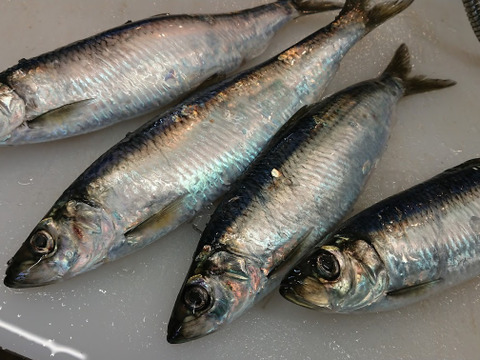 地場産 大サイズ春ニシンの開き 海洋深層水仕込み 北海道産の魚介類 食べチョク 産地直送 産直 お取り寄せ通販 農家 漁師から旬の食材を直送