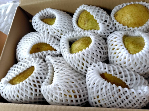 【夏の洋梨】オーロラ 3キロ箱 商品ID44102 洋梨