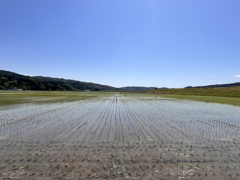 【令和7年新米】特別栽培米ひとめぼれ玄米10キロ