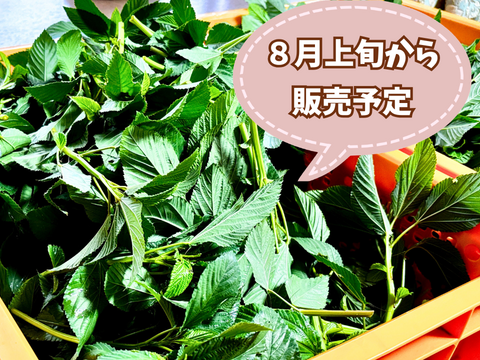 【自然栽培🍀モロヘイヤ150g×3袋】ネバネバとろりが体にイイ！自家採種