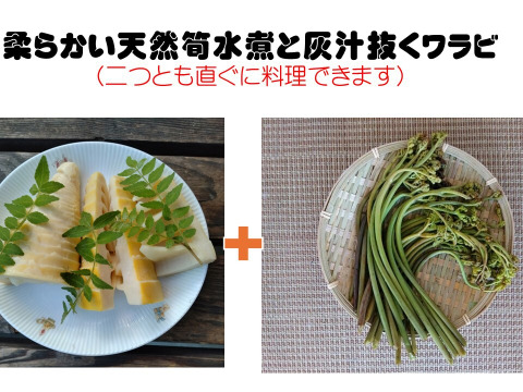 灰汁抜きワラビと筍水煮セット