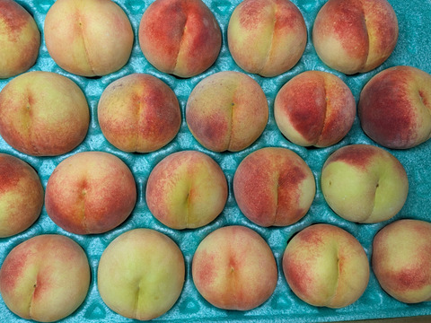 桃川中島白桃20玉