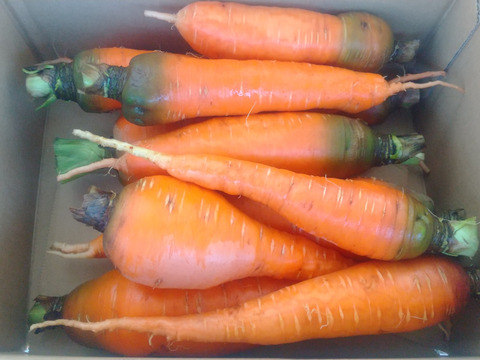 自然栽培の人参2kg