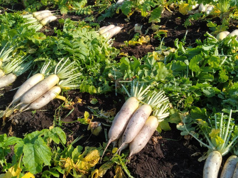 甘みと香りが立つ、島原の秋採れだいこん 10本【冬ギフト】